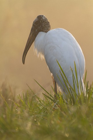 Waldstorch Mycteria americana Wood Stork